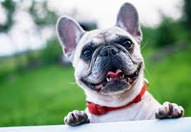 French Bulldog Health and Care Tips: Raising a Happy Pup in Atlanta