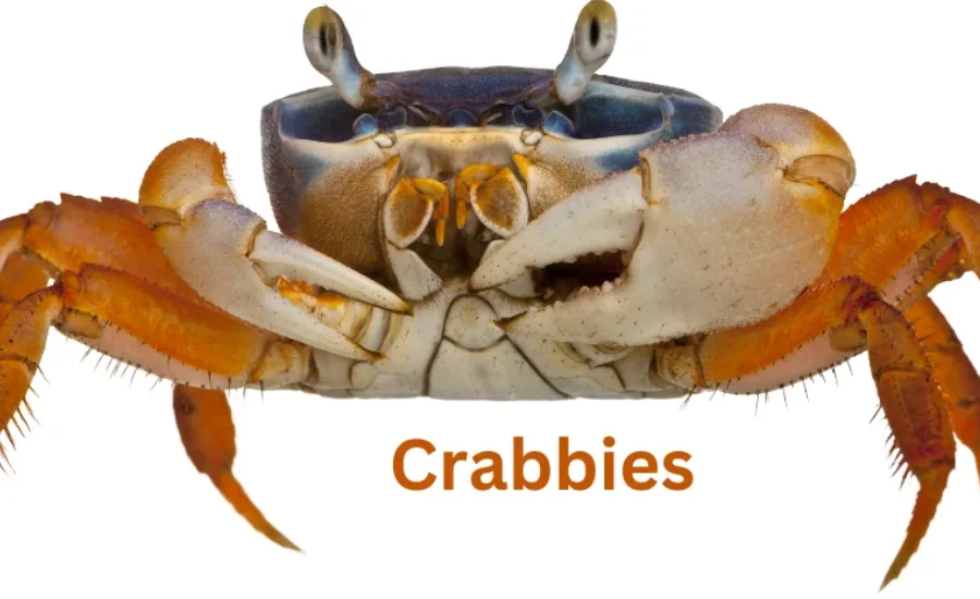 Crabnibbie