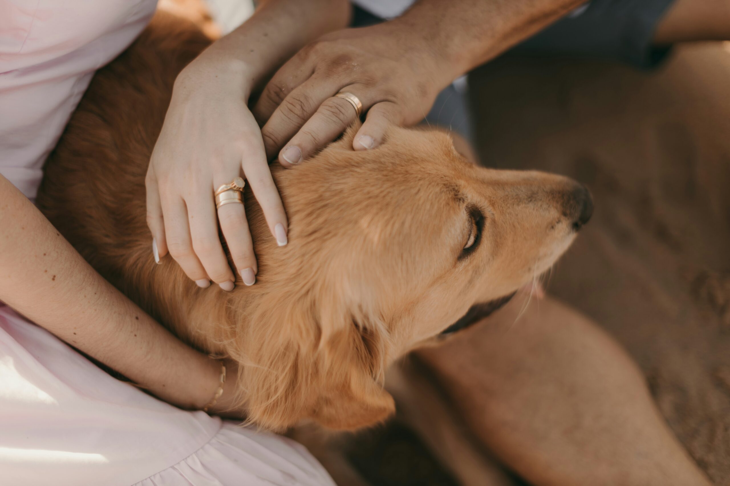 Caring for Your Dog